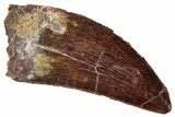 Serrated, Carcharodontosaurus Tooth - Real Dinosaur Tooth #267763-1